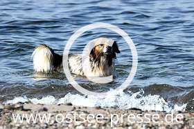 Hund beim Baden in der Ostsee