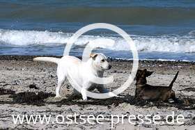 Hunde tollen am Strand
(mehr zum Thema Urlaub mit Hund an der Ostsee auf www.ostsee.de/urlaub-mit-hund/)