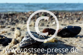 Ihre zerbrechlichen Schalen sieht man an vielen Strandabschnitten: Die Miesmuschel ist ein typischer Vertreter der Ostseeküste.
(mehr Strandfunde an der Ostsee auf www.ostsee.de/strandfunde-fundstuecke/)