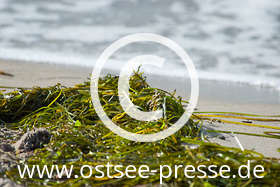 Wind und Wellen haben Seegras an den Ostseestrand gespült