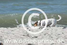 Strandspaziergang - beliebt bei Hund und Herrchen
(mehr zum Thema Urlaub mit Hund an der Ostsee auf www.ostsee.de/urlaub-mit-hund/)